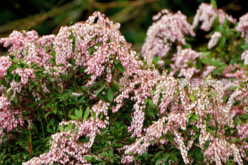 Pieris japonica /日本仙女座花